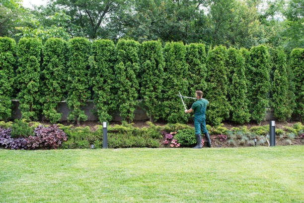 Best Lawn Pest Prevention  in Grand Rapids, MN